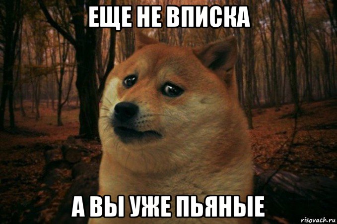 еще не вписка а вы уже пьяные, Мем SAD DOGE