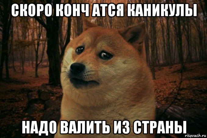 скоро конч атся каникулы надо валить из страны, Мем SAD DOGE