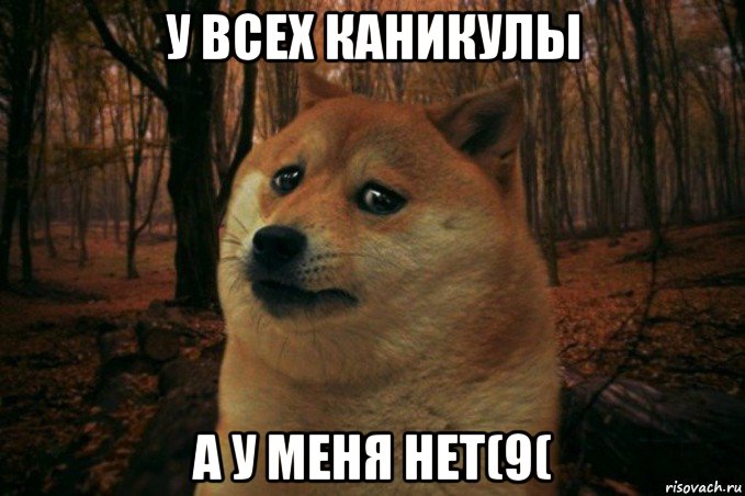 у всех каникулы а у меня нет(9(, Мем SAD DOGE