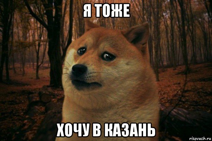 я тоже хочу в казань, Мем SAD DOGE