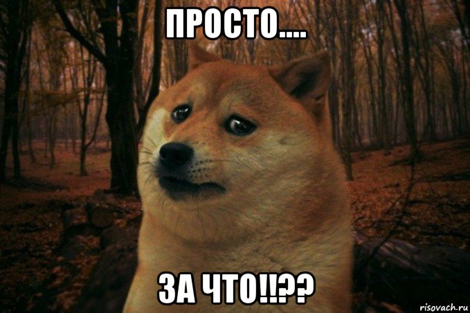 просто.... за что!!??, Мем SAD DOGE