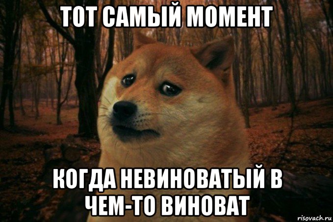 тот самый момент когда невиноватый в чем-то виноват, Мем SAD DOGE