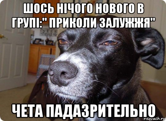 шось нічого нового в групі:" приколи залужжя" чета падазрительно