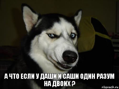 А что если у Даши и Саши один разум на двоих ?, Комикс  Собака подозревака