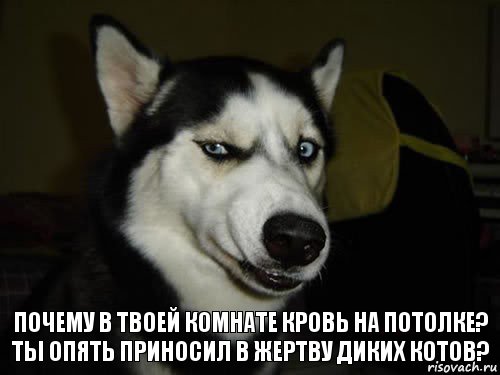 Почему в твоей комнате кровь на потолке?
Ты опять приносил в жертву диких котов?, Комикс  Собака подозревака