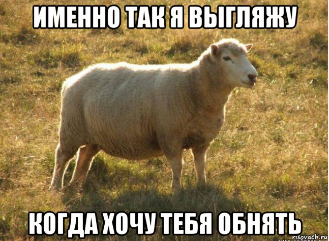 именно так я выгляжу когда хочу тебя обнять, Мем Типичная овца