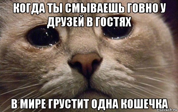 когда ты смываешь говно у друзей в гостях в мире грустит одна кошечка, Мем   В мире грустит один котик