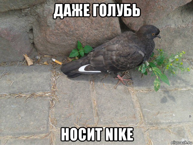 даже голубь носит nike, Мем Wer