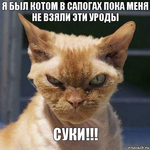 я был котом в сапогах пока меня не взяли эти уроды СУКИ!!!, Комикс  злой кот