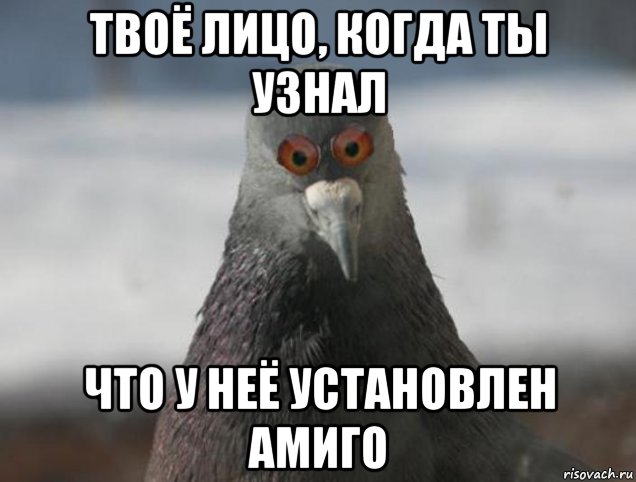 твоё лицо, когда ты узнал что у неё установлен амиго