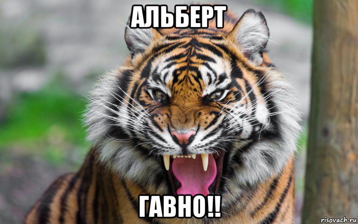 альберт гавно!!, Мем ДЕРЗКИЙ ТИГР