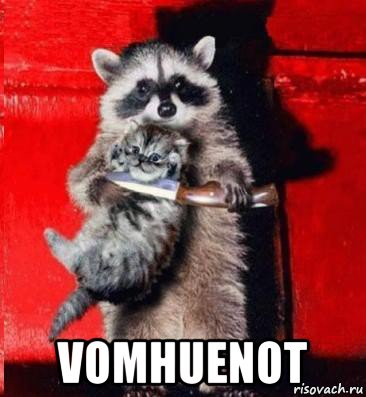  vomhuenot, Мем  енот с котенком