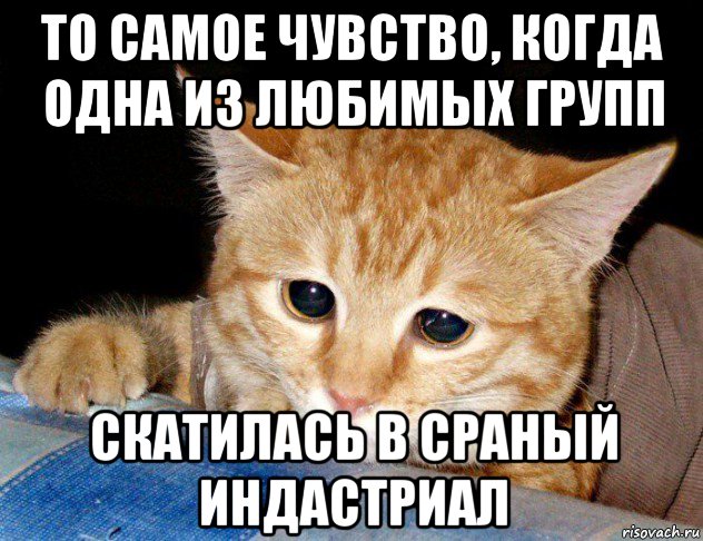 то самое чувство, когда одна из любимых групп скатилась в сраный индастриал, Мем грустный кот