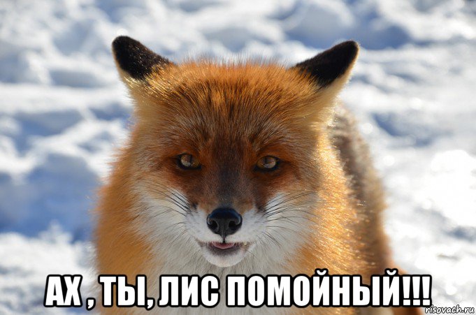  ах , ты, лис помойный!!!