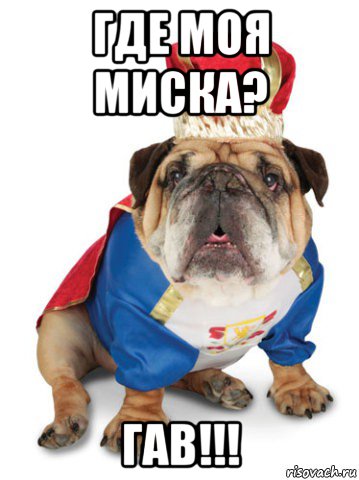 где моя миска? гав!!!