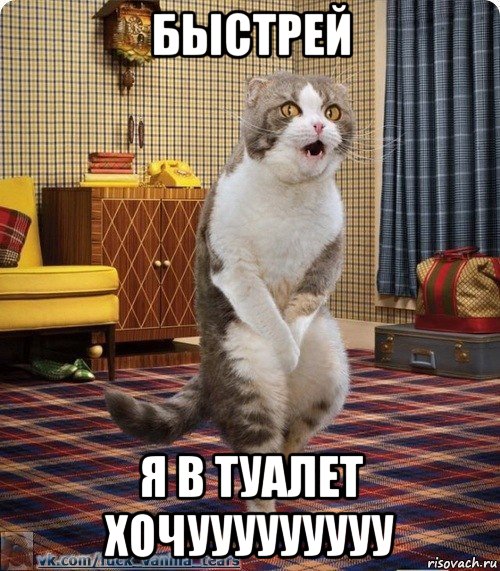 быстрей я в туалет хочууууууууу, Мем кот