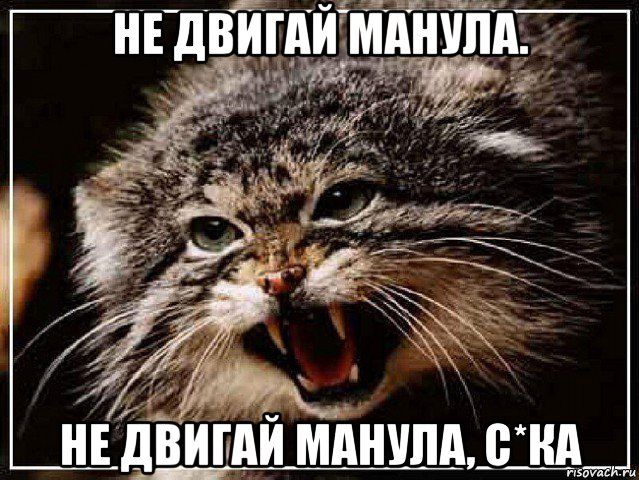 не двигай манула. не двигай манула, с*ка, Мем манул