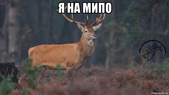 я на мипо 