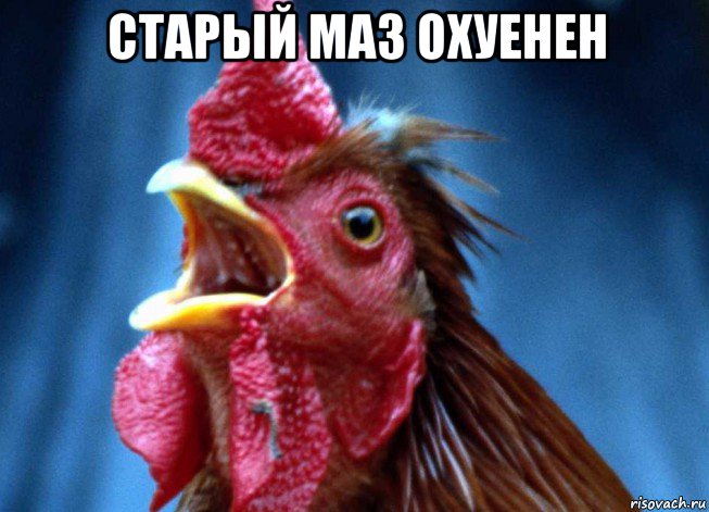 старый маз охуенен , Мем Петух