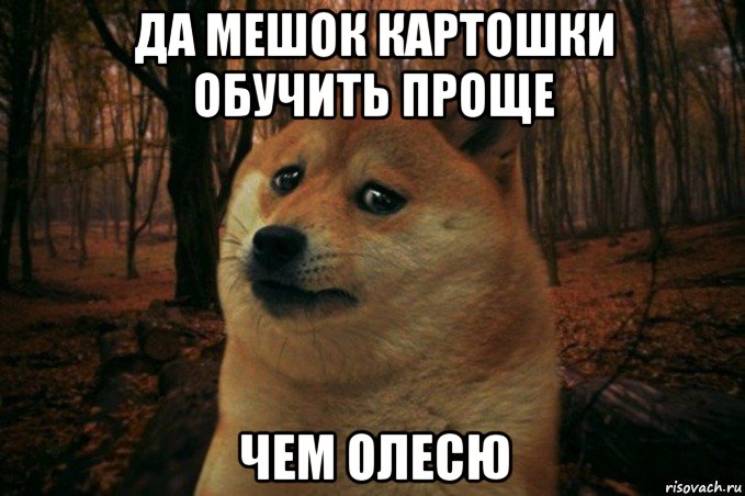 да мешок картошки обучить проще чем олесю, Мем SAD DOGE