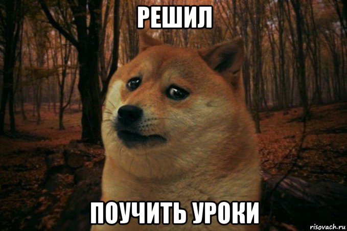 решил поучить уроки, Мем SAD DOGE