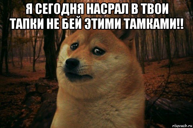 я сегодня насрал в твои тапки не бей этими тамками!! , Мем SAD DOGE