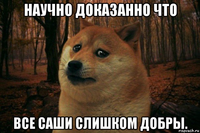 научно доказанно что все саши слишком добры., Мем SAD DOGE