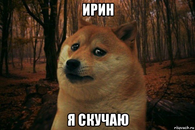 ирин я скучаю, Мем SAD DOGE