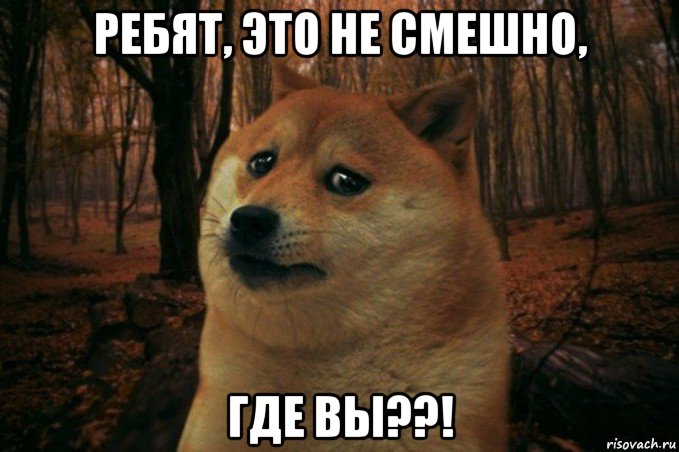 ребят, это не смешно, где вы??!, Мем SAD DOGE