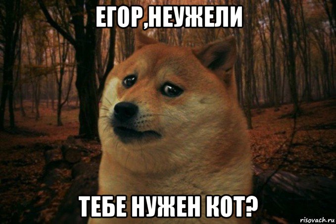 егор,неужели тебе нужен кот?, Мем SAD DOGE