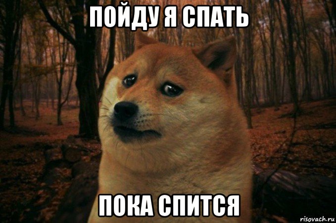 пойду я спать пока спится, Мем SAD DOGE