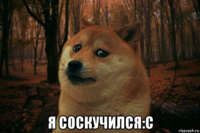  я соскучился:с, Мем SAD DOGE