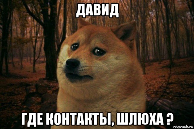 давид где контакты, шлюха ?, Мем SAD DOGE