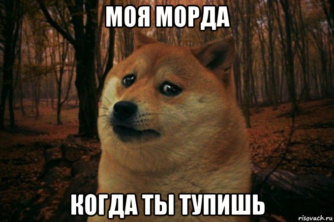 моя морда когда ты тупишь, Мем SAD DOGE