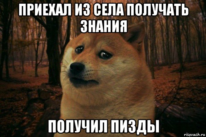 приехал из села получать знания получил пизды, Мем SAD DOGE