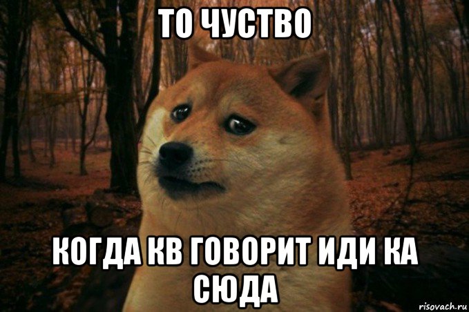 то чуство когда кв говорит иди ка сюда, Мем SAD DOGE