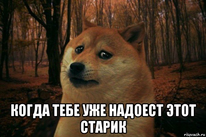  когда тебе уже надоест этот старик, Мем SAD DOGE