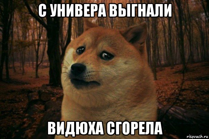 с универа выгнали видюха сгорела, Мем SAD DOGE