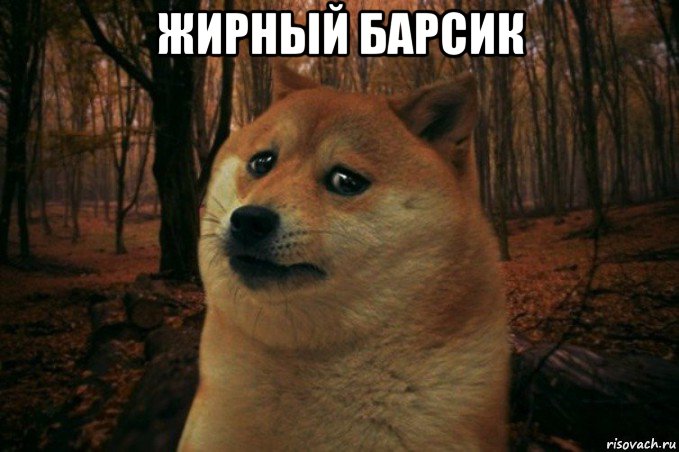 жирный барсик , Мем SAD DOGE