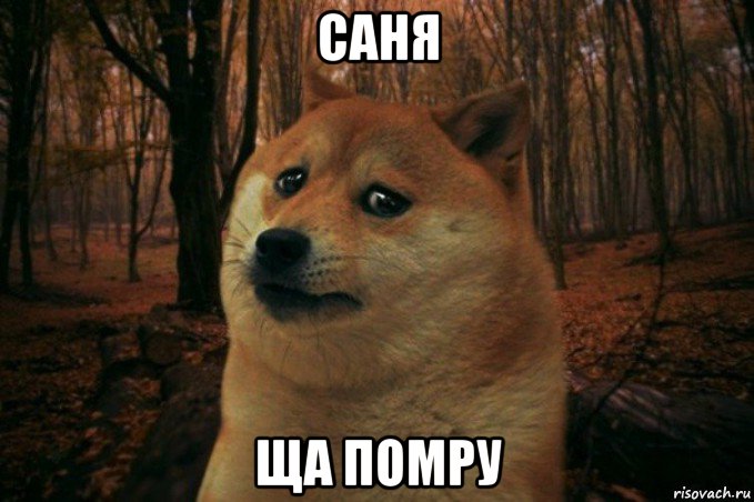 саня ща помру, Мем SAD DOGE