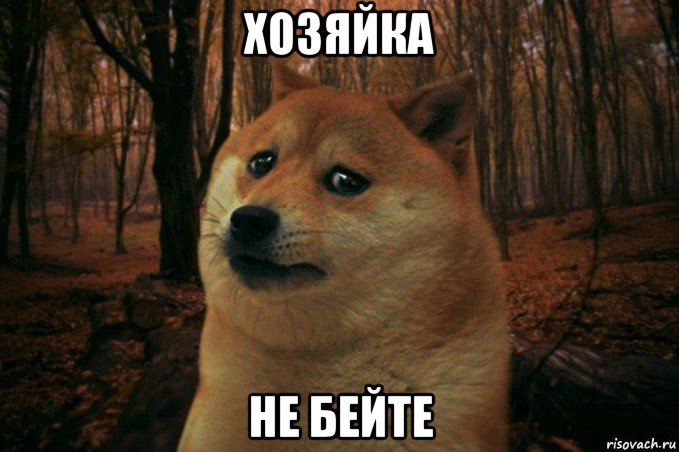 хозяйка не бейте, Мем SAD DOGE