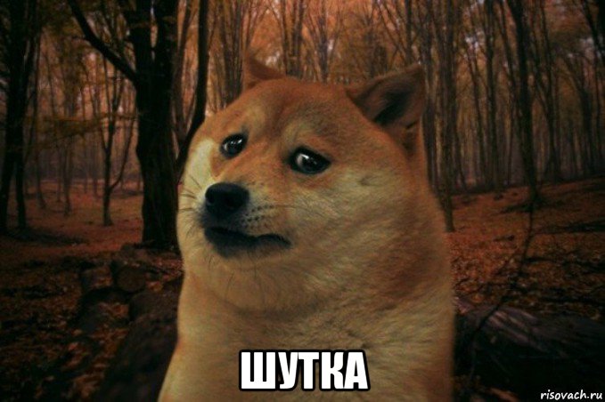  шутка, Мем SAD DOGE