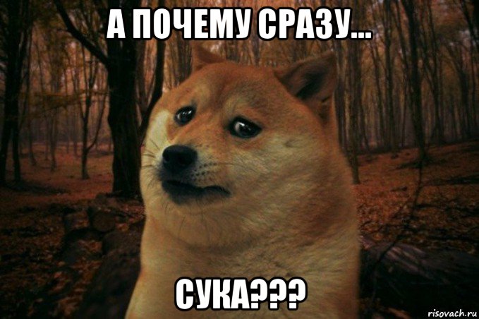 а почему сразу... сука???, Мем SAD DOGE