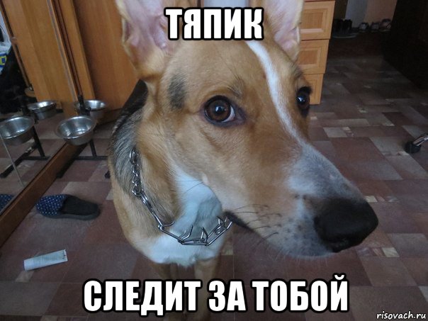 тяпик следит за тобой