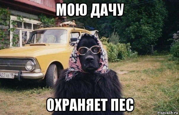 мою дачу охраняет пес, Мем собака