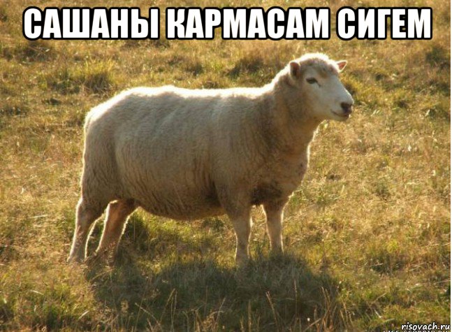сашаны кармасам сигем , Мем Типичная овца