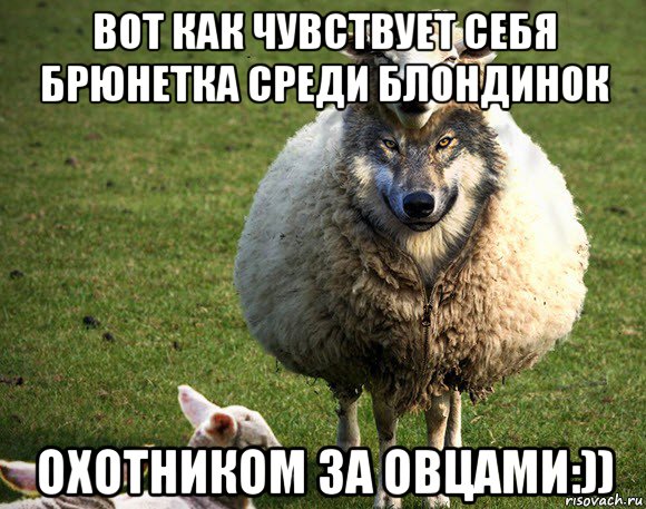вот как чувствует себя брюнетка среди блондинок охотником за овцами:)), Мем Злая Овца
