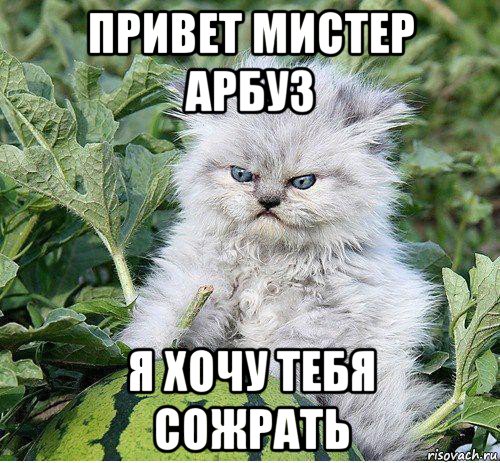 привет мистер арбуз я хочу тебя сожрать
