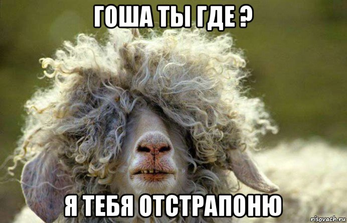 гоша ты где ? я тебя отстрапоню