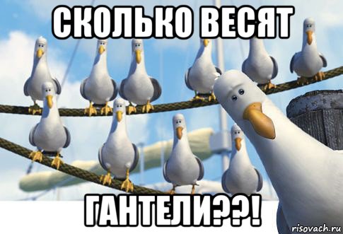 сколько весят гантели??!